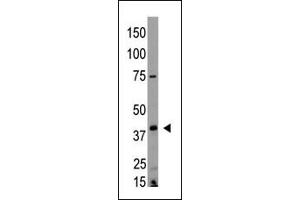 The anti-EDG4 N-term Antibody (ABIN390085 and ABIN2840604) is used in Western blot to detect EDG4 in HL60 lysate.