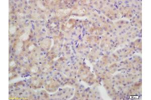 Formalin-fixed and paraffin embedded mouse kidney labeled with Rabbit Anti AQP4 Polyclonal Antibody, Unconjugated (ABIN671181) at 1:200 followed by conjugation to the secondary antibody and DAB staining (Aquaporin 4 anticorps  (AA 271-323))