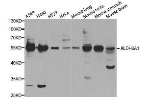 Western blot analysis of extracts of various cell lines, using ALDH3A1 antibody. (ALDH3A1 anticorps  (AA 1-300))