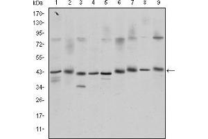 Western blot analysis using CREB1 mouse mAb against K562 (1), Jurkat (2), L1210 (3), HEK293 (4), A431 (5), Hela (6), Cos7 (7), PC-12 (8), and NIH/3T3 (9) cell lysate.