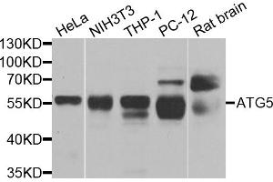 Western blot analysis of extracts of various cell lines, using ATG5 antibody. (ATG5 anticorps)