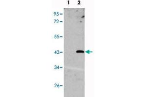 Western blot analysis of UNQ1887 (arrow) using UNQ1887 polyclonal antibody . (UNQ1887 (N-Term) anticorps)