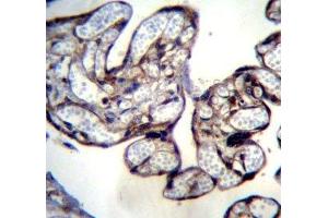 BNIP2 antibody immunohistochemistry analysis in formalin fixed and paraffin embedded human placenta tissue.