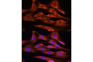 Immunofluorescence analysis of NIH/3T3 cells using FSTL1 antibody (ABIN7267227) at dilution of 1:100.