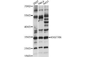 Western blot analysis of extracts of various cell lines, using KNSTRN antibody (ABIN6294154) at 1:1000 dilution. (KNSTRN anticorps)