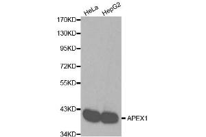 Western blot analysis of extracts of various cell lines, using APEX1 antibody. (APEX1 anticorps  (AA 1-318))