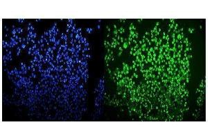 IF analysis of OGT using anti-OGT antibody (ABIN3043893). (OGT anticorps  (C-Term))