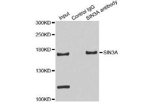 Immunoprecipitation analysis of 200ug extracts of HeLa cells using 3ug SIN3A antibody.