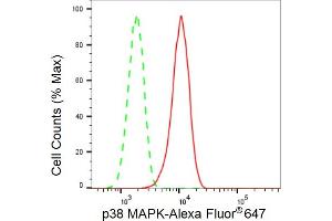 Flow cytometric analysis of p38 MAPK expression in C2C12 cells using p38 MAPK antibody (ABIN7799446), 1:2,000).