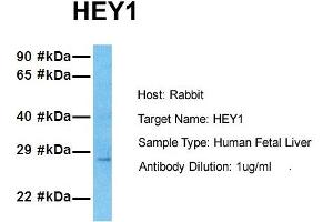Host: Rabbit Target Name: HEY1 Sample Tissue: Human Fetal Lung Antibody Dilution: 1. (HEY1 anticorps  (N-Term))