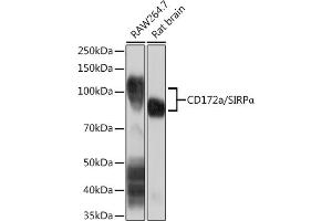 Western blot analysis of extracts of various cell lines, using CD172a/SIRPα Rabbit mAb (ABIN7270316) at 1:1000 dilution.