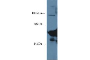 Western Blot; Sample: Mouse Serum; Primary Ab: 1µg/ml Rabbit Anti-Mouse AMY1 Antibody Second Ab: 0. (Salivary Amylase alpha (AA 16-511) anticorps)