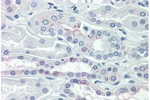 anti-Occludin (OCLN) (C-Term) antibody