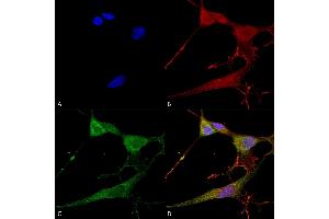 Immunocytochemistry/Immunofluorescence analysis using Mouse Anti-NrCAM Monoclonal Antibody, Clone S364-51 (ABIN1741300). (NrCAM anticorps  (Extracellular Domain) (HRP))