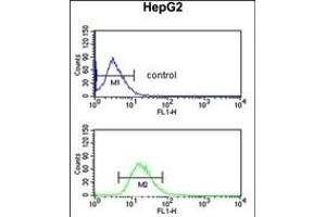 BLOC1S2 Antibody (Center) (ABIN651729 and ABIN2840378) flow cytometric analysis of HepG2 cells (bottom histogram) compared to a negative control cell (top histogram). (BLOC1S2 anticorps  (AA 14-40))