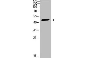 Western Blot analysis of 3T3 cells using Antibody diluted at 500 (CHID1 anticorps  (AA 81-130))
