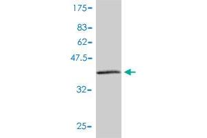 Western Blot detection against Immunogen (42.