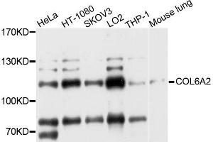 Western blot analysis of extract of various cells, using COL6A2 antibody. (COL6A2 anticorps)