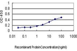 anti-Synaptophysin (SYP) (AA 1-313) antibody