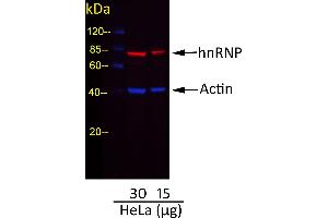 Western Blotting (WB) image for Goat anti-Rabbit IgG (Heavy & Light Chain) antibody (DyLight 488) - Preadsorbed (ABIN7446877)