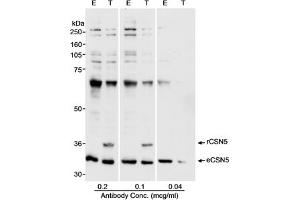 Western Blotting (WB) image for anti-COP9 Constitutive Photomorphogenic Homolog Subunit 5 (Arabidopsis) (COPS5) (AA 175-225) antibody (ABIN7449381)