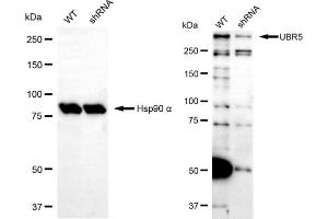 Western blotting analysis using UBR5 antibody (ABIN7800718).