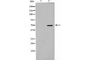 Western blot analysis on HeLa cell lysate using Thrombin Receptor Antibody,The lane on the left is treated with the antigen-specific peptide.