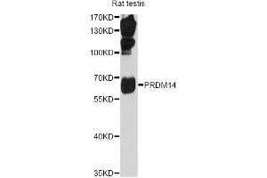 Western blot analysis of extracts of rat teatis, using PRDM14 antibody (ABIN1876766) at 1:1000 dilution. (PRDM14 anticorps)