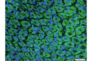 anti-Neuromedin U Receptor 1 (NMUR1) (AA 31-80) antibody (AbBy Fluor® 488)