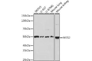 Western blot analysis of extracts of various cell lines, using MEIS2 Rabbit mAb (ABIN7268450) at 1:1000 dilution. (MEIS2 anticorps)