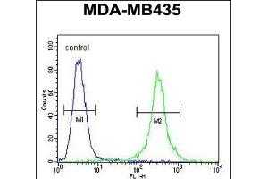 CCR8 Antibody (C-term) (ABIN654442 and ABIN2844176) flow cytometric analysis of MDA-M cells (right histogram) compared to a negative control (left histogram). (CCR8 anticorps  (AA 305-335))