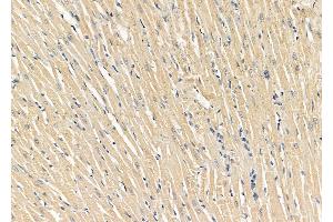 ABIN7094544 and ABIN7098593 at 1/100 staining Rat heart tissue by IHC-P. (Neuronatin (NNAT) (Internal Region) anticorps)