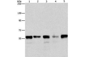 Western Blot analysis of Hela, Jurkat, 293T and K562 cell, Mouse testis tissue using ARIH2 Polyclonal Antibody at dilution of 1:550 (ARIH2 anticorps)