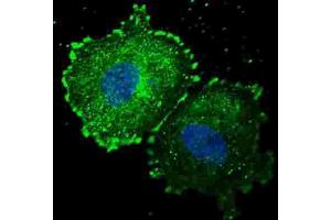 Immunofluorescence (IF) image for anti-Receptor tyrosine-protein kinase erbB-2 (ErbB2/Her2) (pTyr1005) antibody (ABIN3001991) (ErbB2/Her2 anticorps  (pTyr1005))