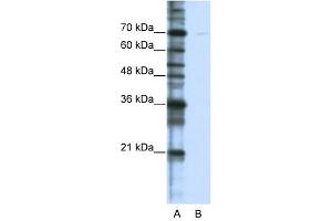 CSTF2T antibody used at 0.