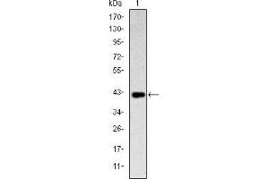 Western blot analysis using CD94 mAb against human CD94 (AA: 32-179) recombinant protein. (CD94 anticorps)