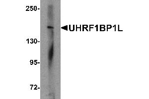 Western blot analysis of UHRF1BP1L in mouse brain tissue lysate with UHRF1BP1L antibody at 1 µg/mL (UHRF1BP1L anticorps  (Middle Region))