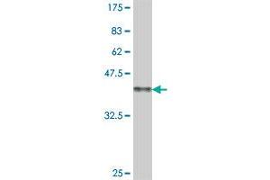 Western Blot detection against Immunogen (38.