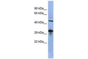 Image no. 1 for anti-SRY (Sex Determining Region Y)-Box 2 (SOX2) (C-Term) antibody (ABIN6742755) (SOX2 anticorps  (C-Term))