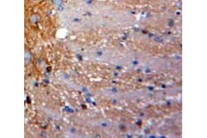 Used in DAB staining on fromalin fixed paraffin-embedded Brain tissue (SCGB3A1 anticorps  (AA 21-104))