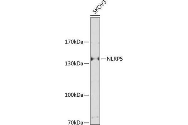 NLRP5 Antikörper  (AA 157-256)
