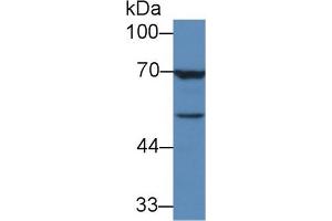 Mouse Capture antibody from the kit in WB with Positive Control: Human MCF7 cell lysate. (TGFB3 Kit CLIA)