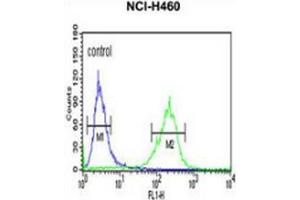 Flow cytometric analysis of NCI-H460 cells (right histogram) compared to a negative control cell (left histogram) using Spartin / SPG20  Antibody (N-term), followed by FITC-conjugated goat-anti-rabbit secondary antibodies.