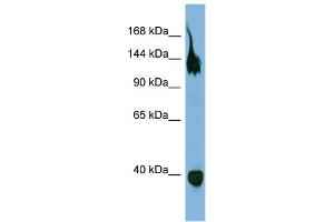 WB Suggested Anti-SEMA6A  Antibody Titration: 0. (SEMA6A anticorps  (Middle Region))