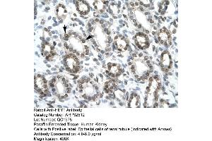 Rabbit Anti-HEY1 Antibody  Paraffin Embedded Tissue: Human Kidney Cellular Data: Epithelial cells of renal tubule Antibody Concentration: 4. (HEY1 anticorps  (C-Term))