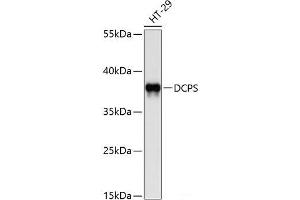 Western blot analysis of extracts of HT-29 cells using DCPS Polyclonal Antibody at dilution of 1:1000. (DCPS anticorps)