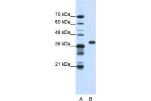 Western Blotting (WB) image for anti-Poly(rC) Binding Protein 1 (PCBP1) antibody (ABIN2462201) (PCBP1 anticorps)