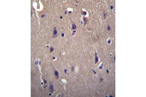 CARTPT Antibody (N-term) (ABIN656505 and ABIN2845777) immunohistochemistry analysis in formalin fixed and paraffin embedded human brain tissue followed by peroxidase conjugation of the secondary antibody and DAB staining. (CARTPT anticorps  (N-Term))