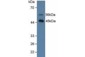 Figure. (SFTPD anticorps  (AA 21-375))