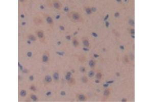 IHC-P analysis of Mouse Tissue, with DAB staining. (WNT10A anticorps  (AA 108-343))